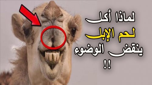 لماذا لحم الإبل ينقض الوضوء